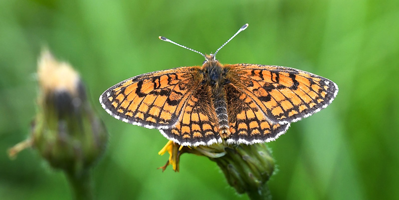 Engpletvinge, Melitaea parthenoides han. Les Launes Parc de Mercantour 1550 m., Frankrig d. 7 juli 2018. Fotograf; John Vergo 