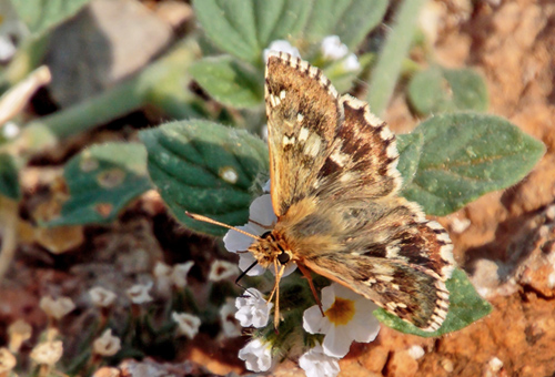 Mosaikbredpande, Muschampia alta (Sshwingenschuss, 1942).  Palmidi, Nafplio. Peloponnes, Grkenland d. 11 september 2017. Fotograf; John S. Petersen