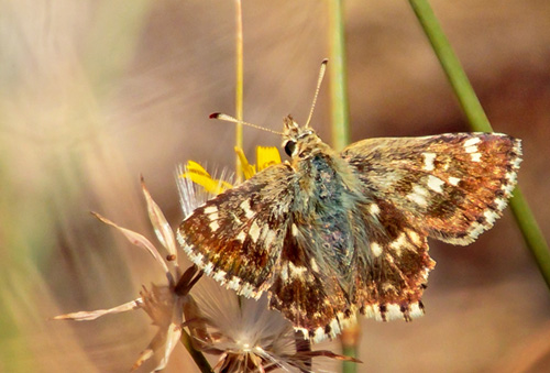 Mosaikbredpande, Muschampia alta (Sshwingenschuss, 1942).  Delfi, Peloponnes, Grkenland d.14 september 2017. Fotograf; John S. Petersen