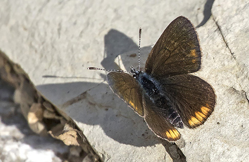 Grsk Engblfugl, Cyaniris semiargus ssp. bellis.  Kalavytra, Peleponnes, Grkenland d. 9 maj 2018. Fotograf;  Knud Ellegaard