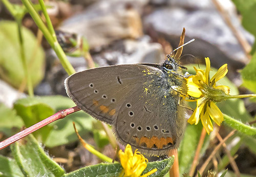 Grsk Engblfugl, Cyaniris semiargus ssp. bellis. Kalavytra, Peleponnes, Grkenland d. 9 maj 2018. Fotograf;  Knud Ellegaard