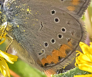 Grsk Engblfugl, Cyaniris semiargus ssp. bellis. Kalavytra, Peleponnes, Grkenland d. 9 maj 2018. Fotograf;  Knud Ellegaard