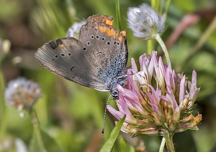 Grsk Engblfugl, Cyaniris semiargus ssp. bellis. Kalavytra, Peleponnes, Grkenland d. 9 maj 2018. Fotograf;  Knud Ellegaard