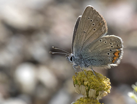 Grsk Engblfugl, Cyaniris semiargus ssp. bellis. Kalavytra, Peleponnes, Grkenland d. 9 maj 2018. Fotograf;  Knud Ellegaard