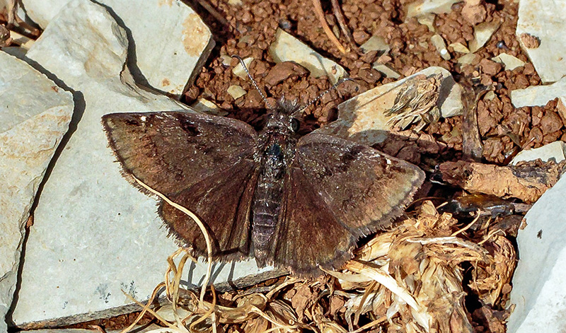 Sortbndet Bredpande, Erynnis marloyi. Kalavytra, Peleponnes, Grkenland d. 9 maj 2018. Fotograf; John S Petersen