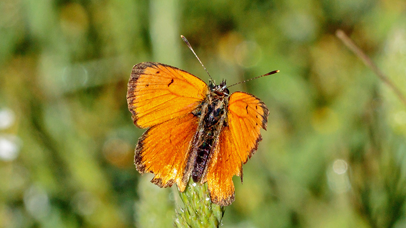 Grsk Ildfugl, Lycaena otomana han. Kalavryta, Peloponnes, Grkenland d. 12 maj 2018. Fotograf; John S Petersen