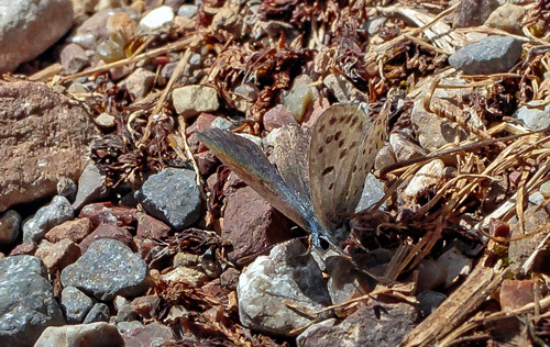 stlig Timianblfugl, Pseudophilotes vicrama.  Kalavryta, Peloponnes, Grkenland d. 9 maj 2018. Fotograf; John S. Petersen