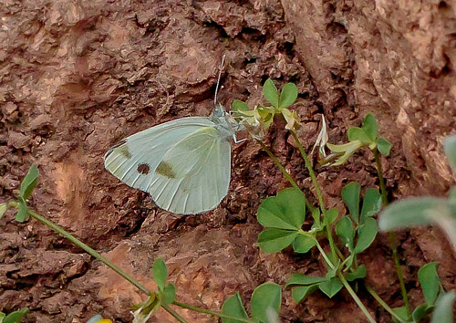 stlig Klsommerfugl, Pieris krueperi. Kalavryta, Peloponnes, Grkenland d. 11 maj 2018. Fotograf; John S Petersen