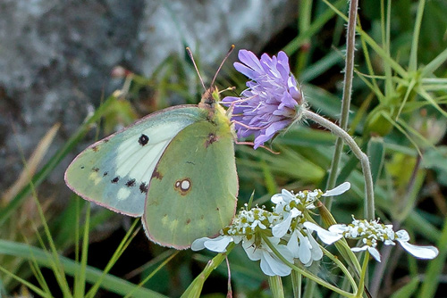 Orange Hsommerfugl hun f. helice. Kalavryta, Peloponnes, Grkenland d. 11 maj 2018. Fotograf; John S Petersen