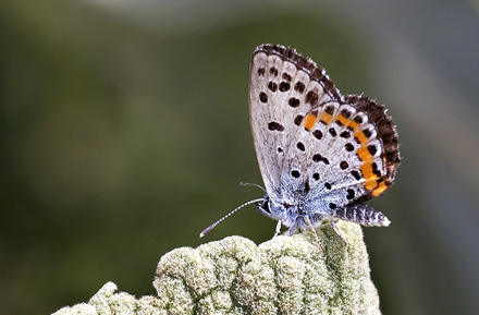 Salvieblfugl, Pseudophilotes bavius. Kalavryta, Peloponnes, Grkenland d. 9  maj 2018. Fotograf; Knud Ellegaard