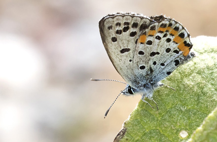 Salvieblfugl, Pseudophilotes bavius. Kalavryta, Peloponnes, Grkenland d. 9  maj 2018. Fotograf; Knud Ellegaard