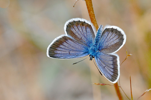 Argusblfugl, Plebejus argus han, bredrandet bjergform.  Vercana, Lake Como, Italien  d. 23 august 2013. Fotograf; John Vergo