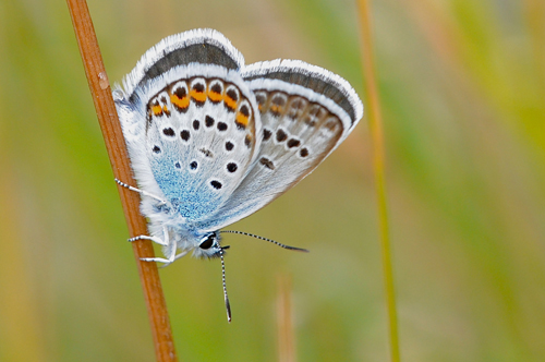 Argusblfugl, Plebejus argus han, bredrandet bjergform.  Vercana, Lake Como, Italien  d. 23 august 2013. Fotograf; John Vergo