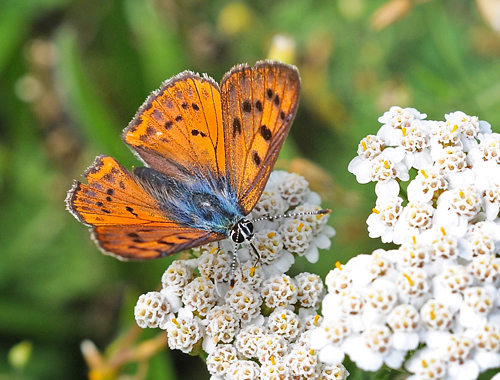 Violet Ildfugl, Lycaena alciphron f. gordius han. Vercana Lake Como Italien d. 23 juli 2014. Fotograf; John Vergo