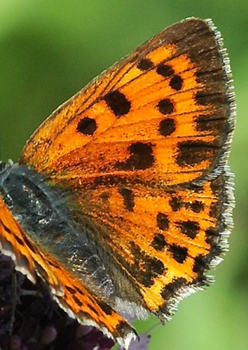 Violet Ildfugl, Lycaena alciphron f. gordius hun. Vercana Lake Como Italien d. 23 juli 2014. Fotograf; John Vergo