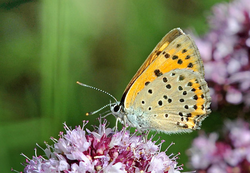 Violet Ildfugl, Lycaena alciphron f. gordius hun. Vercana Lake Como Italien 23 juli 2014. Fotograf; John Vergo