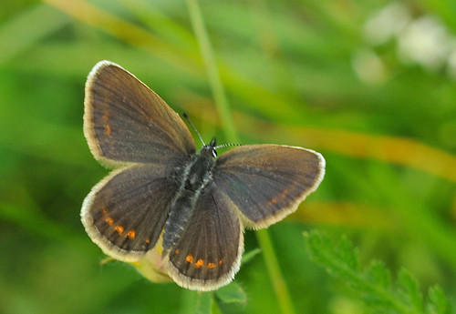 Argusblfugl, Plebejus argus hun.  Vercana, Lake Como, Italien  d. 23  juli 2014. Fotograf; John Vergo