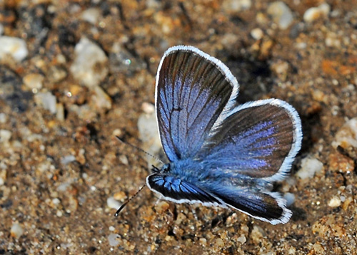 Argusblfugl, Plebejus argus han, bredrandet bjergform.  Vercana, Lake Como, Italien  d. 25 juli 2014. Fotograf; John Vergo