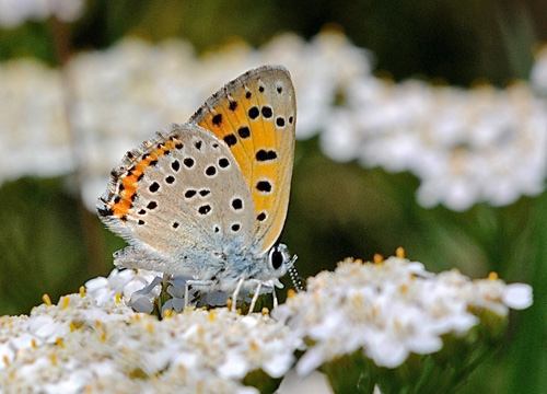 Violet Ildfugl, Lycaena alciphron f. gordius han. Vercana Lake Como Italien 23 juli 2014. Fotograf; John Verg