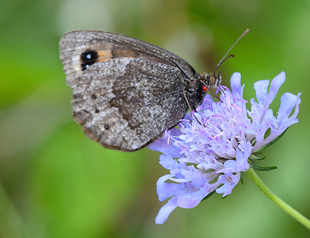 Bredrandet Klippebjergrandøje, Erebia styx. Anfo 420 m., Lake Idro, Italien d. 19 juli 2018. Fotograf; John Vergo