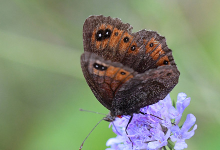 Bredrandet Klippebjergrandøje, Erebia styx. Anfo 420 m., Lake Idro, Italien d. 19 juli 2018. Fotograf; John Vergo