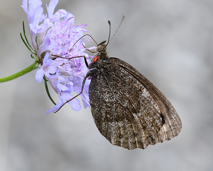 Bredrandet Klippebjergrandøje, Erebia styx. Anfo 420 m., Lake Idro, Italien d. 19 juli 2018. Fotograf; John Vergo