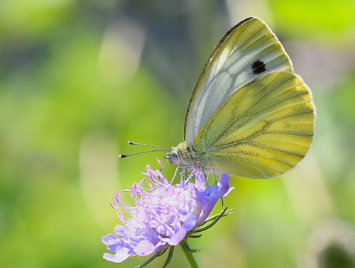 Mrk Bjergklsommerfugl, Pieris bryoniae hun. Anfo 420 m., Lake Idro, Italien d. 20 juli 2018. Fotograf; John Vergo