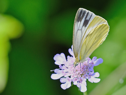 Mrk Bjergklsommerfugl, Pieris bryoniae hun. Anfo 420 m., Lake Idro, Italien d. 20 juli 2018. Fotograf; John Vergo