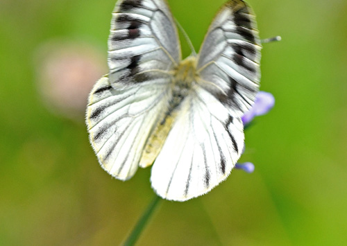 Mrk Bjergklsommerfugl, Pieris bryoniae hun. Anfo 420 m., Lake Idro, Italien d. 20 juli 2018. Fotograf; John Vergo