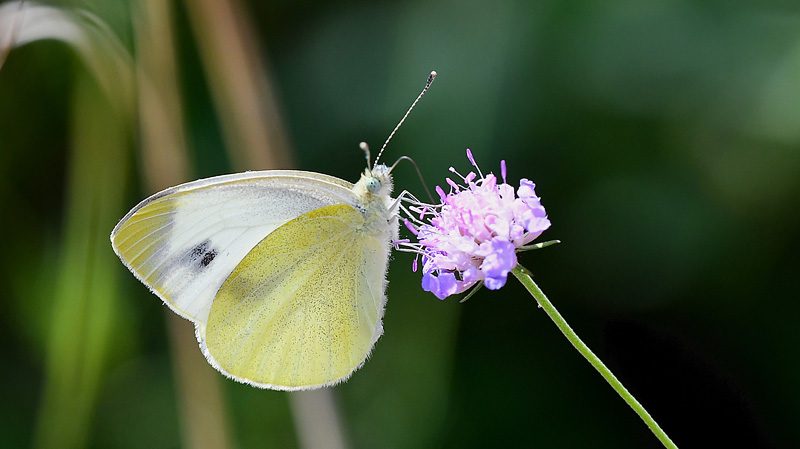 Sydlig Klsommerfugl, Pieris mannii hun. Anfo 420 m., Lake Idro, Italien d. 20 juli 2018. Fotograf; John Vergo