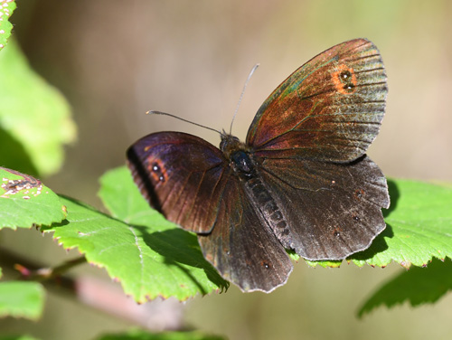 Hvidbndet Bjergrandje, Erebia meolans. Anfo, Lago di Idro, Lombardiet Italien d. 22 juli 2018. Fotograf; John Vergo