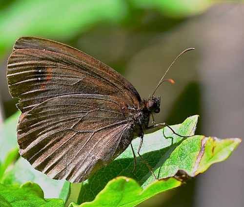 Hvidbndet Bjergrandje, Erebia meolans. Anfo, Lago di Idro, Lombardiet Italien d. 23 juli 2018. Fotograf; John Vergo