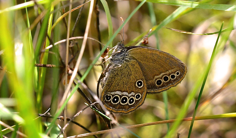 Ødipusrandøje, Coenonympha oedippus. Anfo 420 m., Lake Idro, Italien d. 23 juli 2018. Fotograf; John Vergo