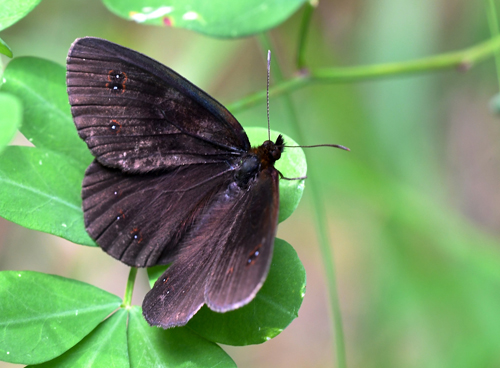 Hvidbndet Bjergrandje, Erebia meolans. Anfo, Lago di Idro, Lombardiet Italien d. 4  juli 2019. Fotograf; John Vergo