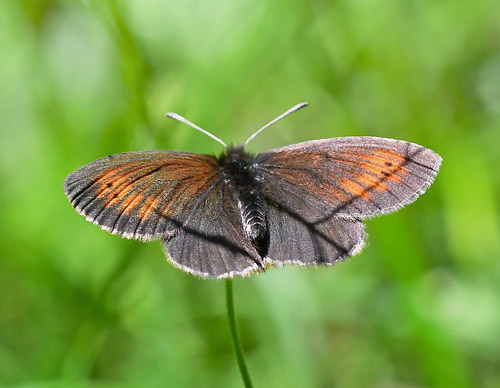 Lille Bjergrandøje, Erebia epiphron. Val di Fumo 1450m, Trentino Italien d. 5 juli 2019. Fotograf; John Vergo