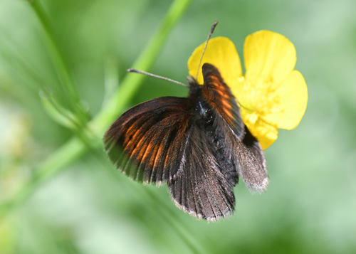 Lille Bjergrandøje, Erebia epiphron. Val di Fumo 1450m, Trentino Italien d. 5 juli 2019. Fotograf; John Vergo