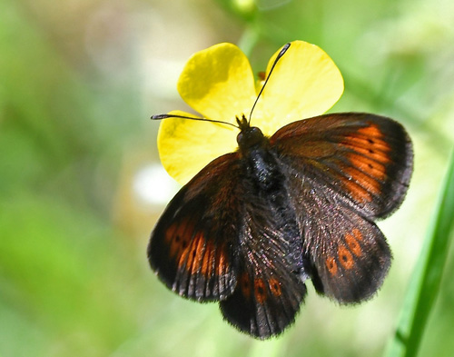 Engbjergrandøje, Erebia melampus. Val di Fumo, Trentino Italien d. 5 juli 2019. Fotograf; John Vergo