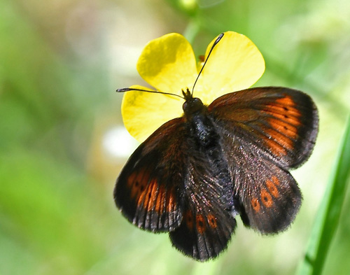 Engbjergrandje, Erebia melampus. Val di Fumo, Trentino Italien d. 5 juli 2019. Fotograf; John Vergo