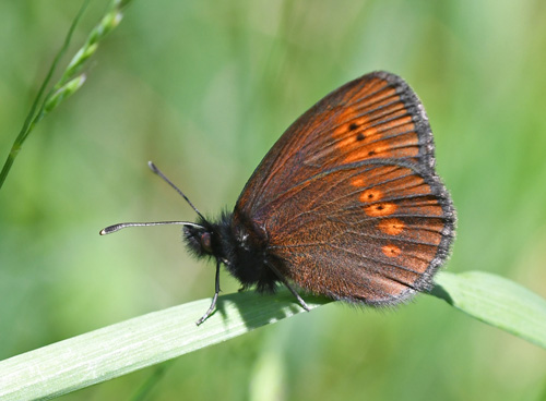 Engbjergrandje, Erebia melampus. Val di Fumo, Trentino Italien d. 5 juli 2019. Fotograf; John Vergo