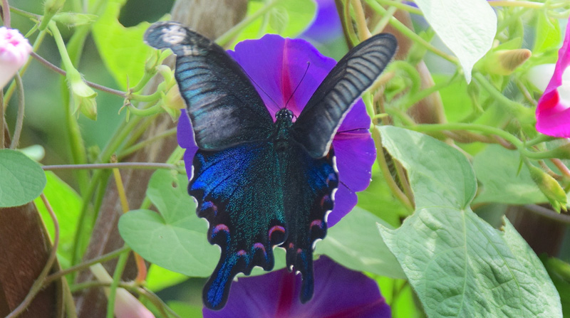 Chinese Peacock, Papilio bianor male. Shanhaiguan, Kina d. 20 september 2018. Fotograf; Hanne Christensen