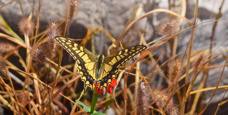 Svalehale, Papilio machaon. Baiyangyu del af den Kinesiske Mur nordst for Beijing, Kina  d. 22 september 2018. Fotograf: Hanne Christensen