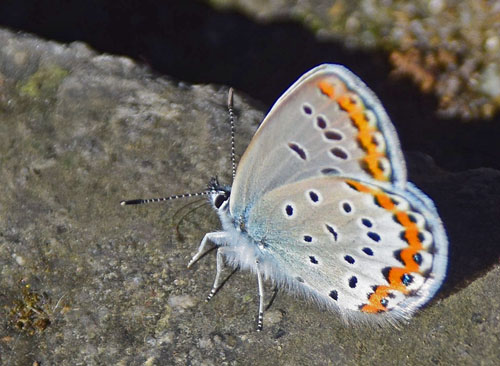 Astragelblfugl, Plebejus argyrognomon han. Kinesiske Mur nordst for Beijing, Kina d. 16 september 2018. Fotograf: Hanne Christensen