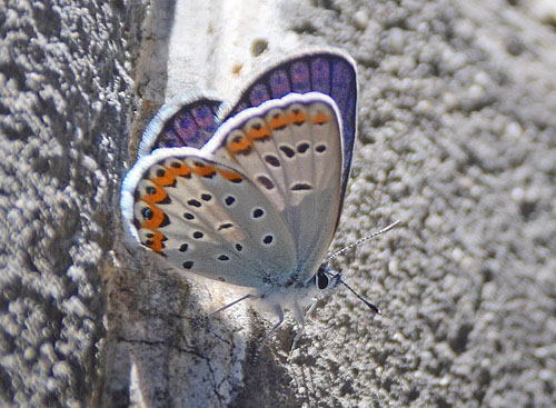 Astragelblfugl, Plebejus argyrognomon han. Kinesiske Mur nordst for Beijing, Kina d. 16 september 2018. Fotograf: Hanne Christensen