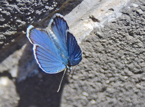 Astragelblfugl, Plebejus argyrognomon han. Kinesiske Mur nordst for Beijing, Kina d. 16 september 2018. Fotograf: Hanne Christensen