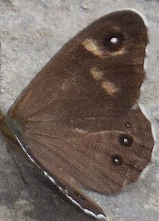 Astragelblfugl, Plebejus argyrognomon han. Kinesiske Mur nordst for Beijing, Kina d. 16 september 2018. Fotograf: Hanne Christensen