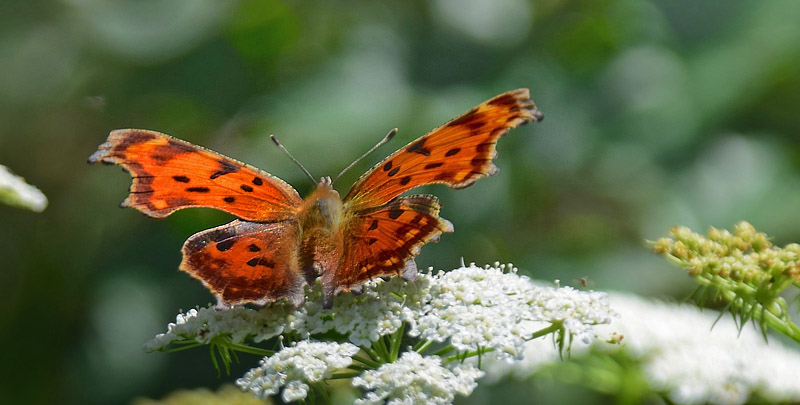 Det stlig Hvide C, Polygonia interposita. Kinesiske Mur nordst for Beijing, Kina medio september 2018. Fotograf: Hanne Christensen