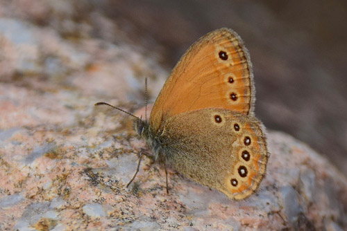 Asiatisk Randøje, Coenonympha amaryllis. Kinesiske Mur nordøst for Beijing, Kina medio september 2018. Fotograf: Hanne Christensen