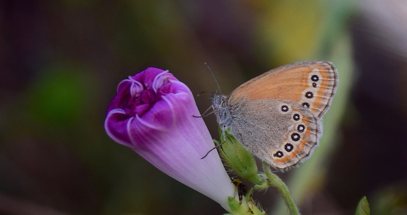Asiatisk Randøje, Coenonympha amaryllis. Kinesiske Mur nordøst for Beijing, Kina medio september 2018. Fotograf: Hanne Christensen