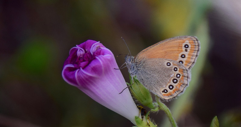 Asiatisk Randje, Coenonympha amaryllis. Kinesiske Mur nordst for Beijing, Kina medio september 2018. Fotograf: Hanne Christensen