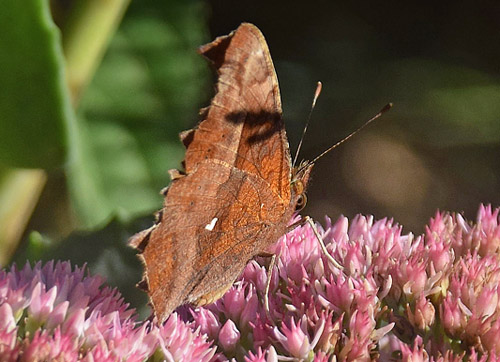 Det Gyldne C, Polygonia c-aureum. Kinesiske Mur nordøst for Beijing, Kina medio september 2018. Fotograf: Hanne Christensen